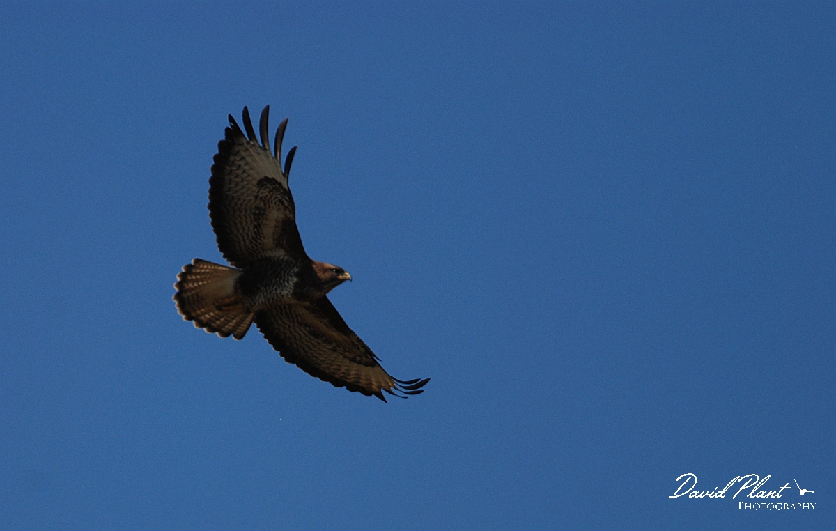 David Plant Photography - Wildlife Photographer - Buzzard - C.jpg - Buzzard - Cleeve Hill