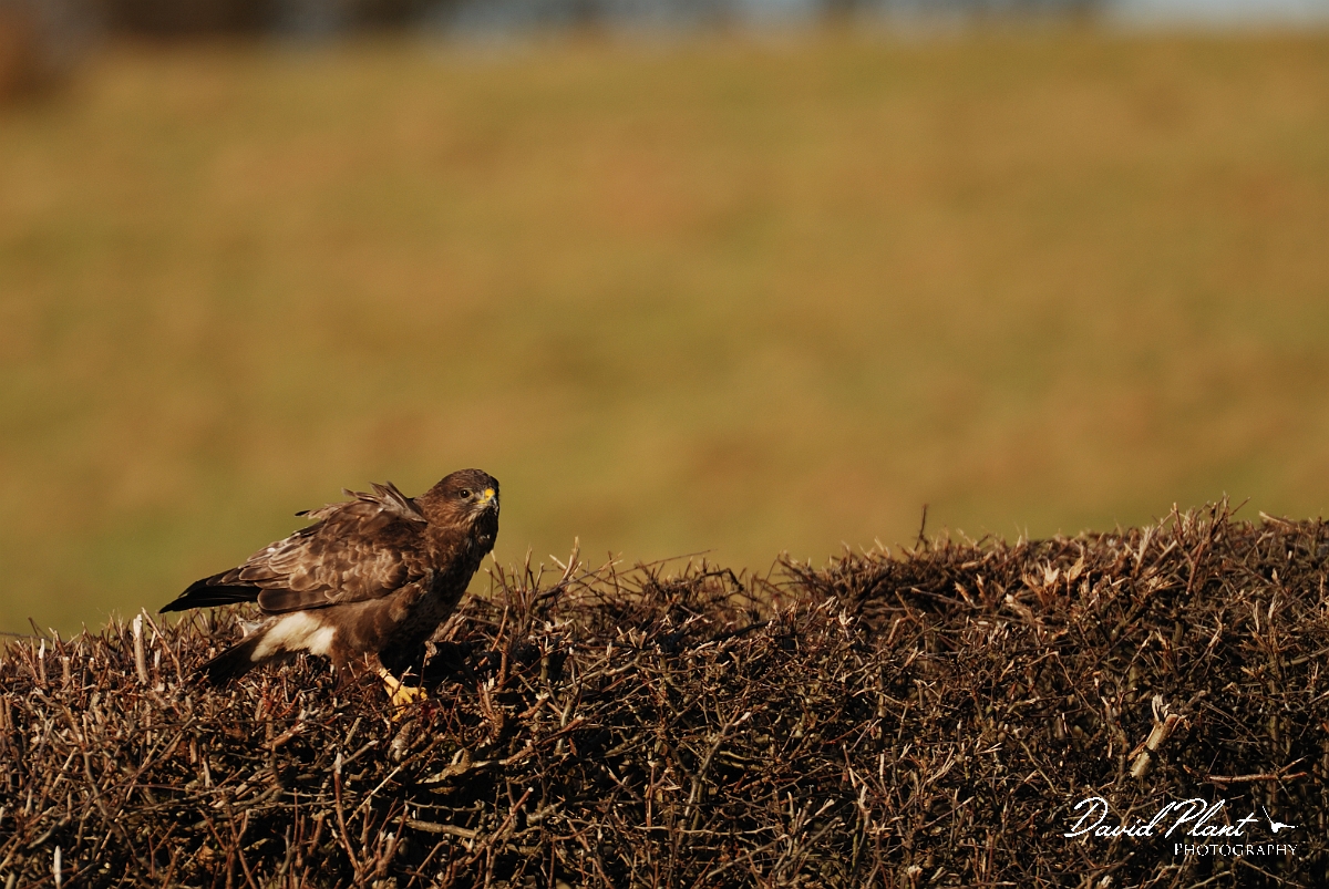 David Plant Photography - Wildlife Photography - Buzzard - E.jpg - Buzzard perched on hedge - Powys