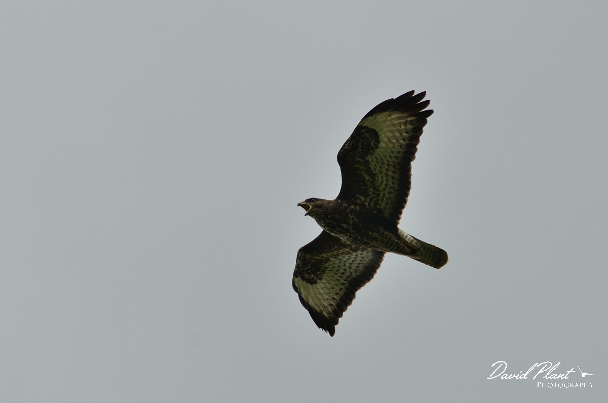 David Plant Photography - Wildlife Photography - Buzzard - F.jpg - Buzzard in flight - Warwickshire