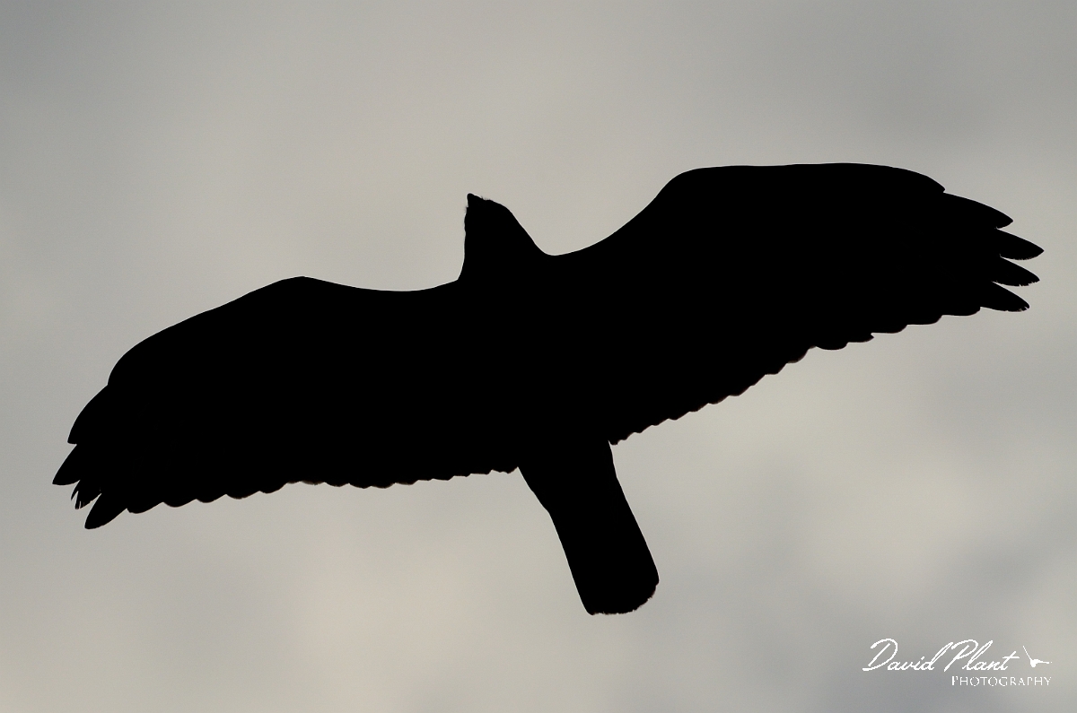 David Plant Photography - Wildlife Photography - Buzzard - G.jpg - Buzzard silhouette - Warwickshire