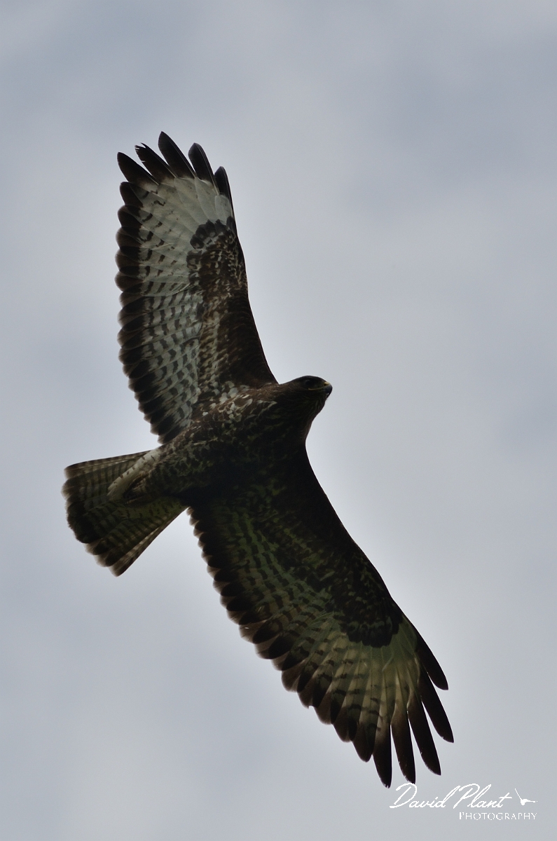 David Plant Photography - Wildlife Photography - Buzzard - H.jpg - Buzzard swooping - Warwickshire