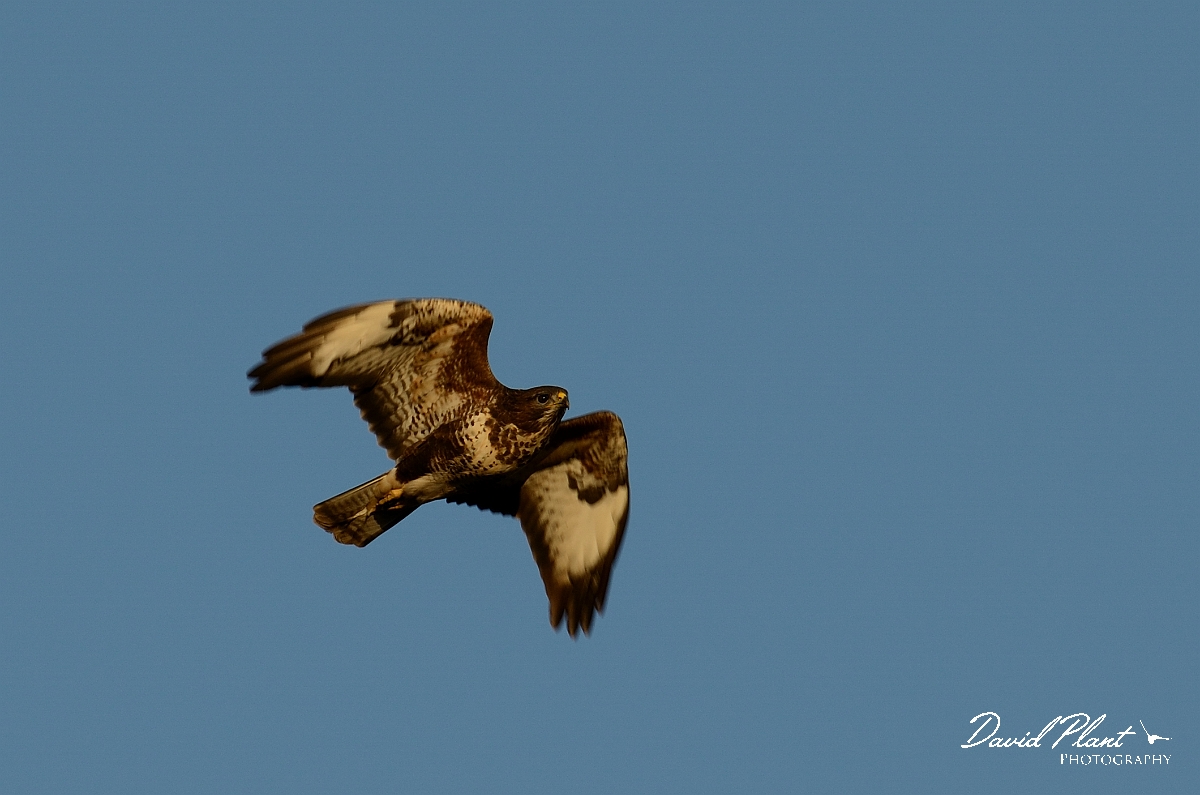 David Plant Photography - Wildlife Photography - Buzzard - I.jpg - Buzzard in flight - Cambridgeshrie