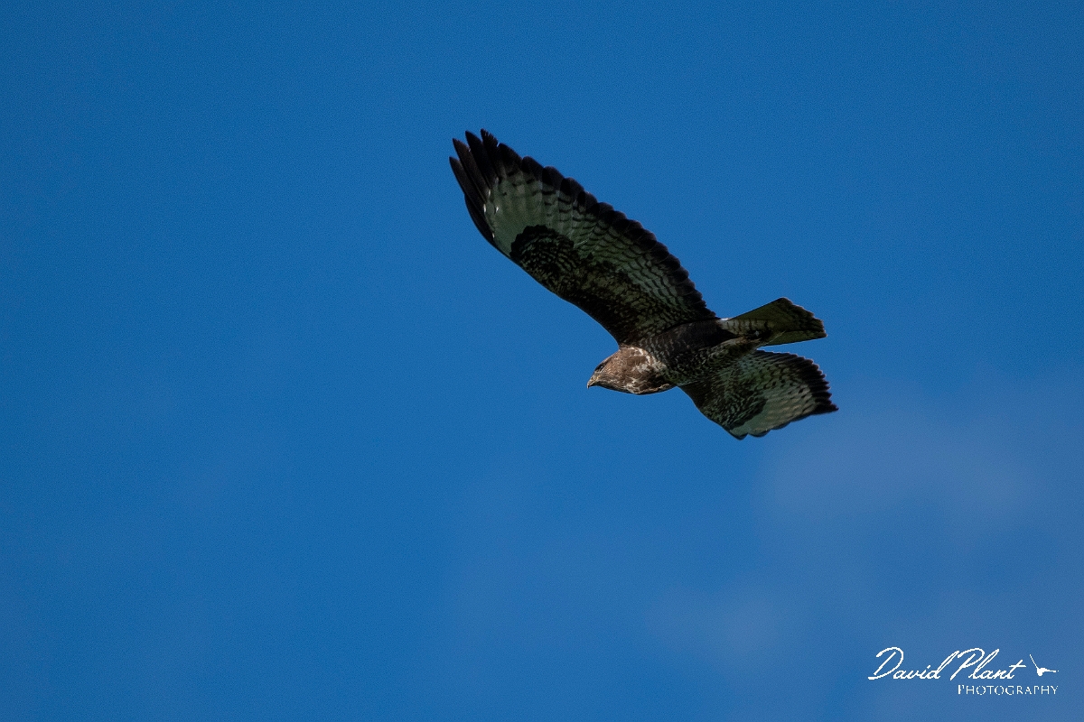 David Plant Photography - Wildlife Photography - Buzzard - K.jpg - Buzzard - Leicestershire