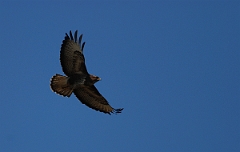 David Plant Photography - Wildlife Photographer - Buzzard - C