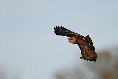 David Plant Photography - Wildlife Photography - Buzzard - D