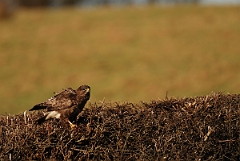 David Plant Photography - Wildlife Photography - Buzzard - E
