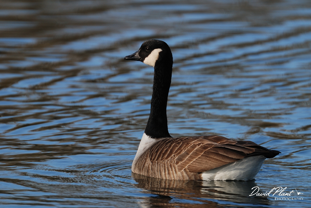 David Plant Photography - Wildlife Photography - Canada goose - A.jpg - Canada goose - Cambridgeshire