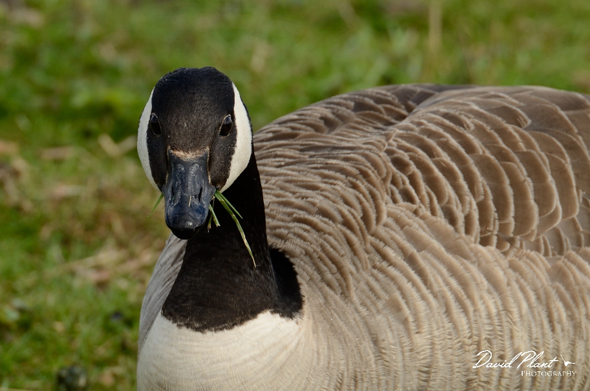 David Plant Photography - Wildlife Photography - Canada goose - C.jpg - Canada goose eating grass - Cambridgeshire