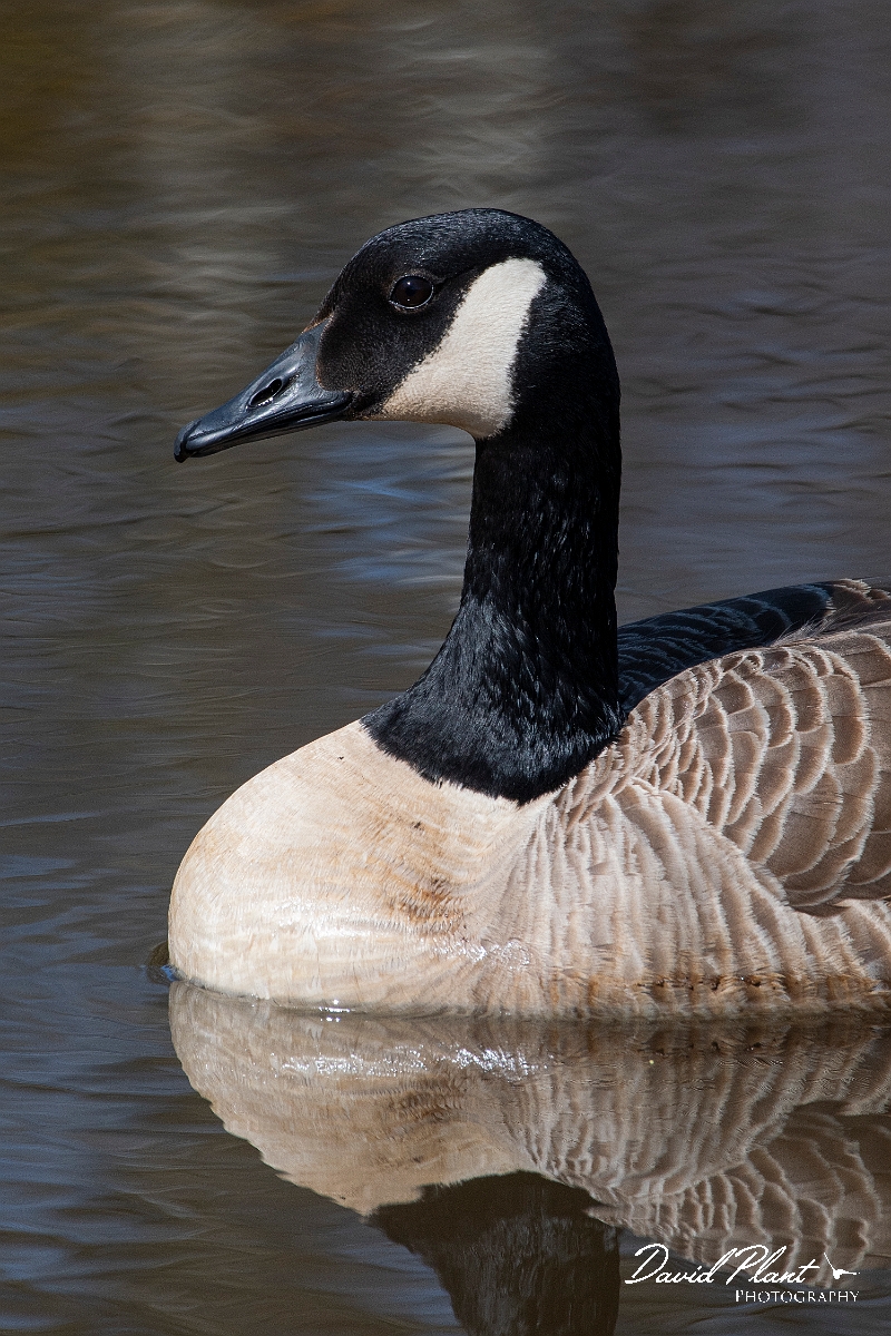 David Plant Photography - Wildlife Photography - Canada goose - E.JPG - Canada goose head - Dorset