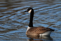 David Plant Photography - Wildlife Photography - Canada goose - A