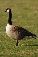 David Plant Photography - Wildlife Photography - Canada goose - B