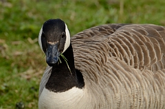 David Plant Photography - Wildlife Photography - Canada goose - C