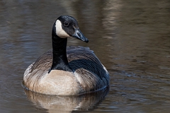 David Plant Photography - Wildlife Photography - Canada goose - D