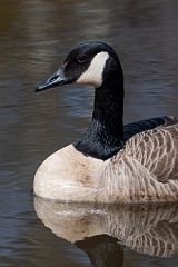 David Plant Photography - Wildlife Photography - Canada goose - E
