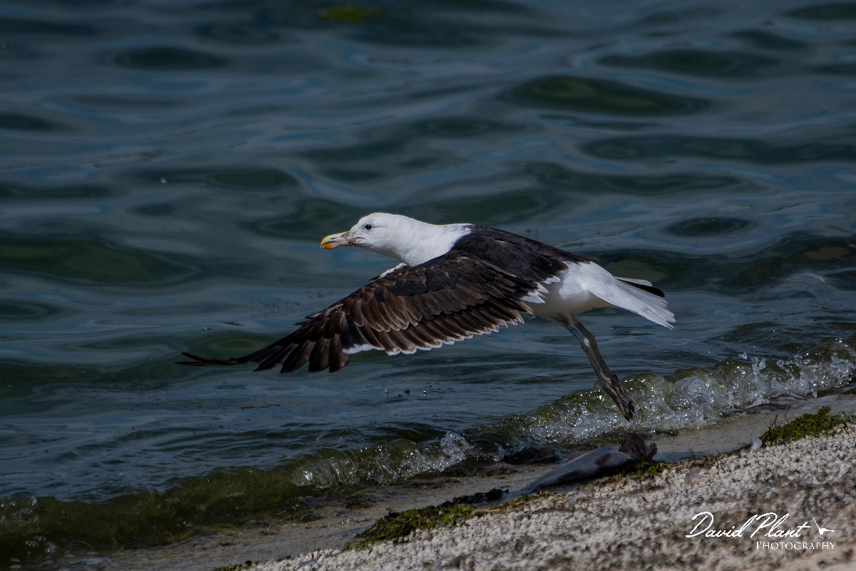 David Plant Photography - Wildlife Photography - Cape gull - B.JPG - Cape gull, taking off - Cambridgeshire