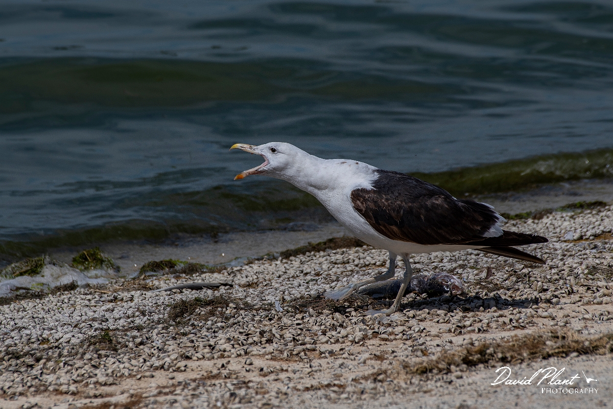 David Plant Photography - Wildlife Photography - Cape gull - C.JPG - Cape gull, calling - Cambridgeshire