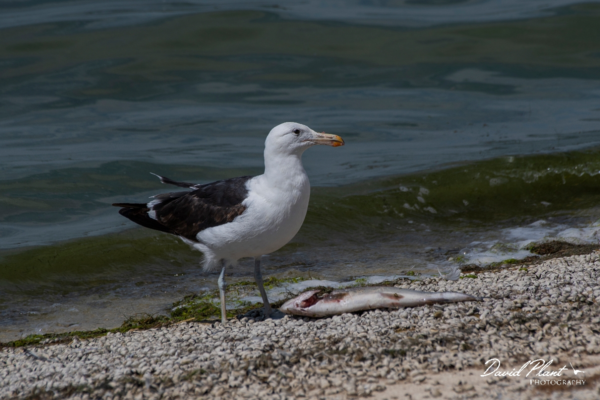 David Plant Photography - Wildlife Photography - Cape gull - E.JPG - Cape gull - Cambridgeshire