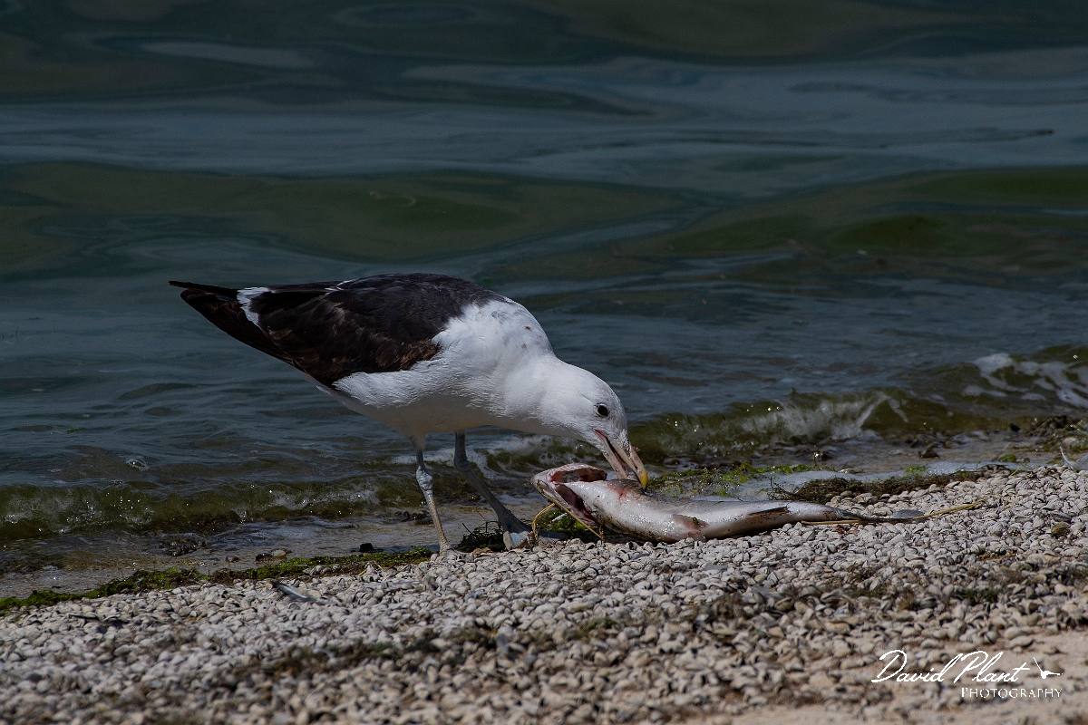 David Plant Photography - Wildlife Photography - Cape gull - F.JPG - Cape gull, eating fish - Cambridgeshire