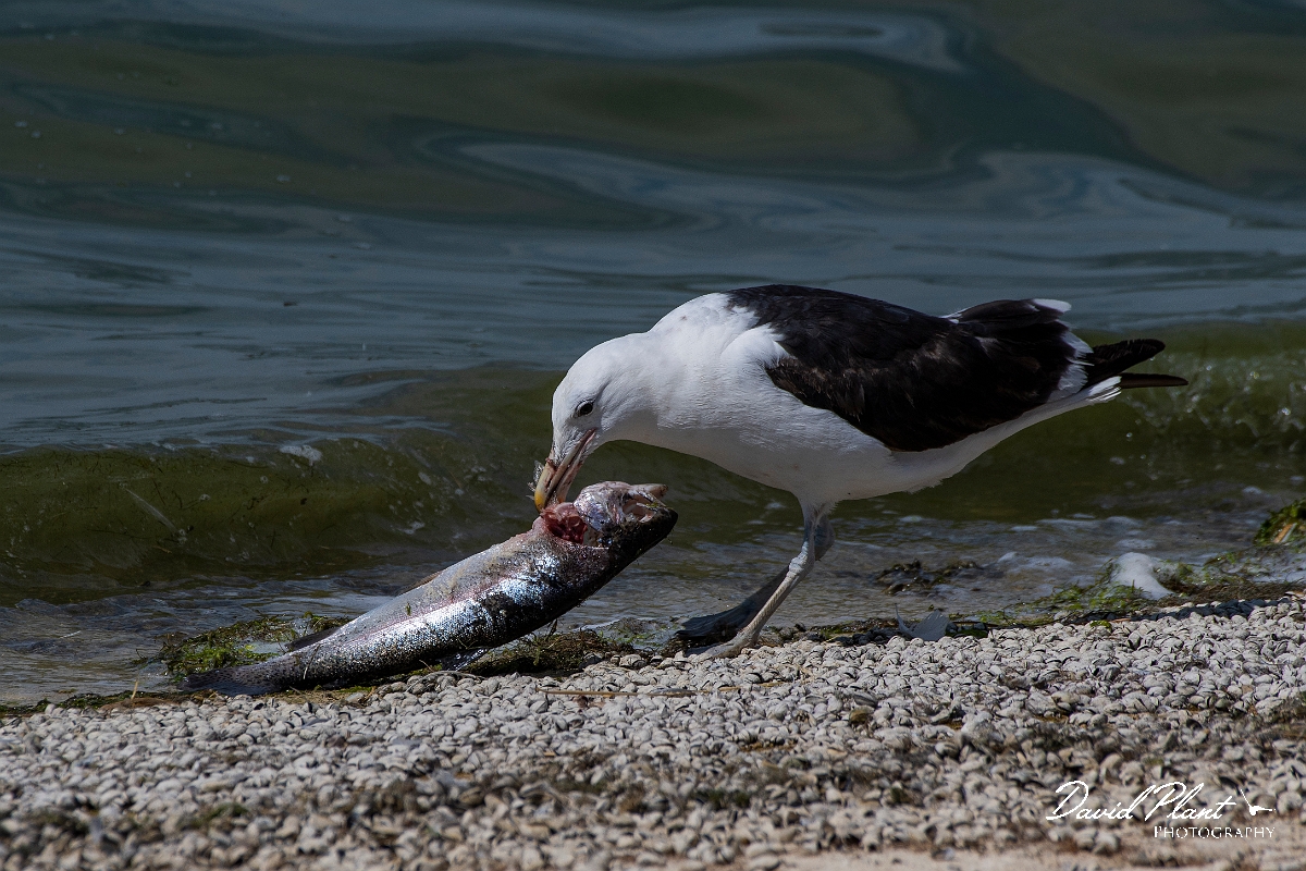 David Plant Photography - Wildlife Photography - Cape gull - G.JPG - Cape gull, dragging fish - Cambridgeshire