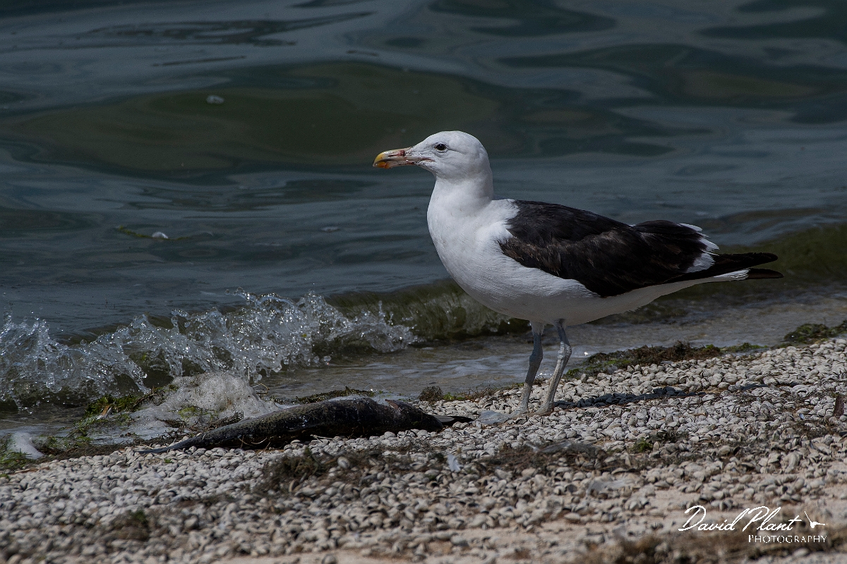 David Plant Photography - Wildlife Photography - Cape gull - H.JPG - Cape gull - Cambridgeshire