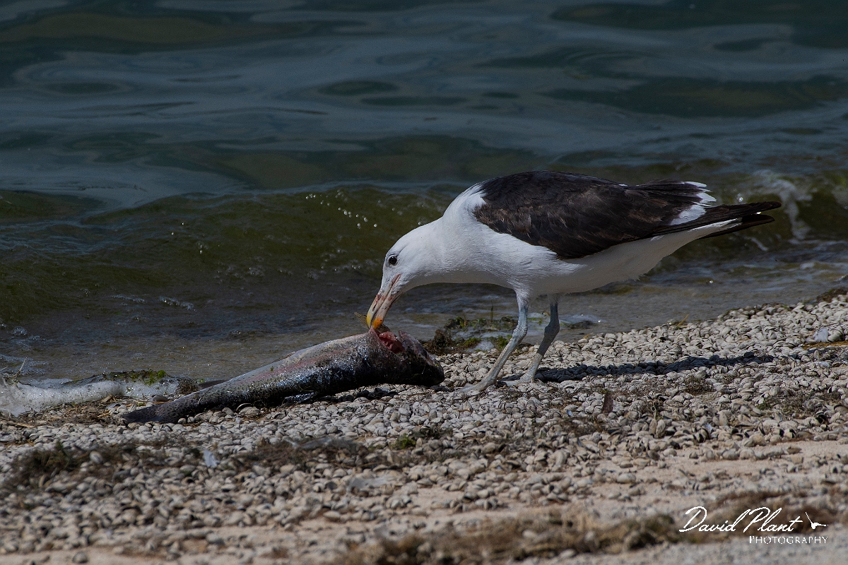 David Plant Photography - Wildlife Photography - Cape gull - I.JPG - Cape gull, eating fish - Cambridgeshire