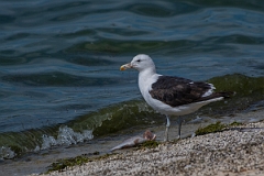 David Plant Photography - Wildlife Photography - Cape gull - A