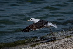 David Plant Photography - Wildlife Photography - Cape gull - B