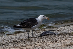 David Plant Photography - Wildlife Photography - Cape gull - D