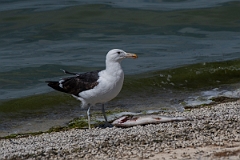 David Plant Photography - Wildlife Photography - Cape gull - E