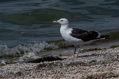 David Plant Photography - Wildlife Photography - Cape gull - H
