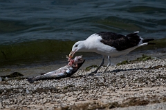 David Plant Photography - Wildlife Photography - Cape gull - J
