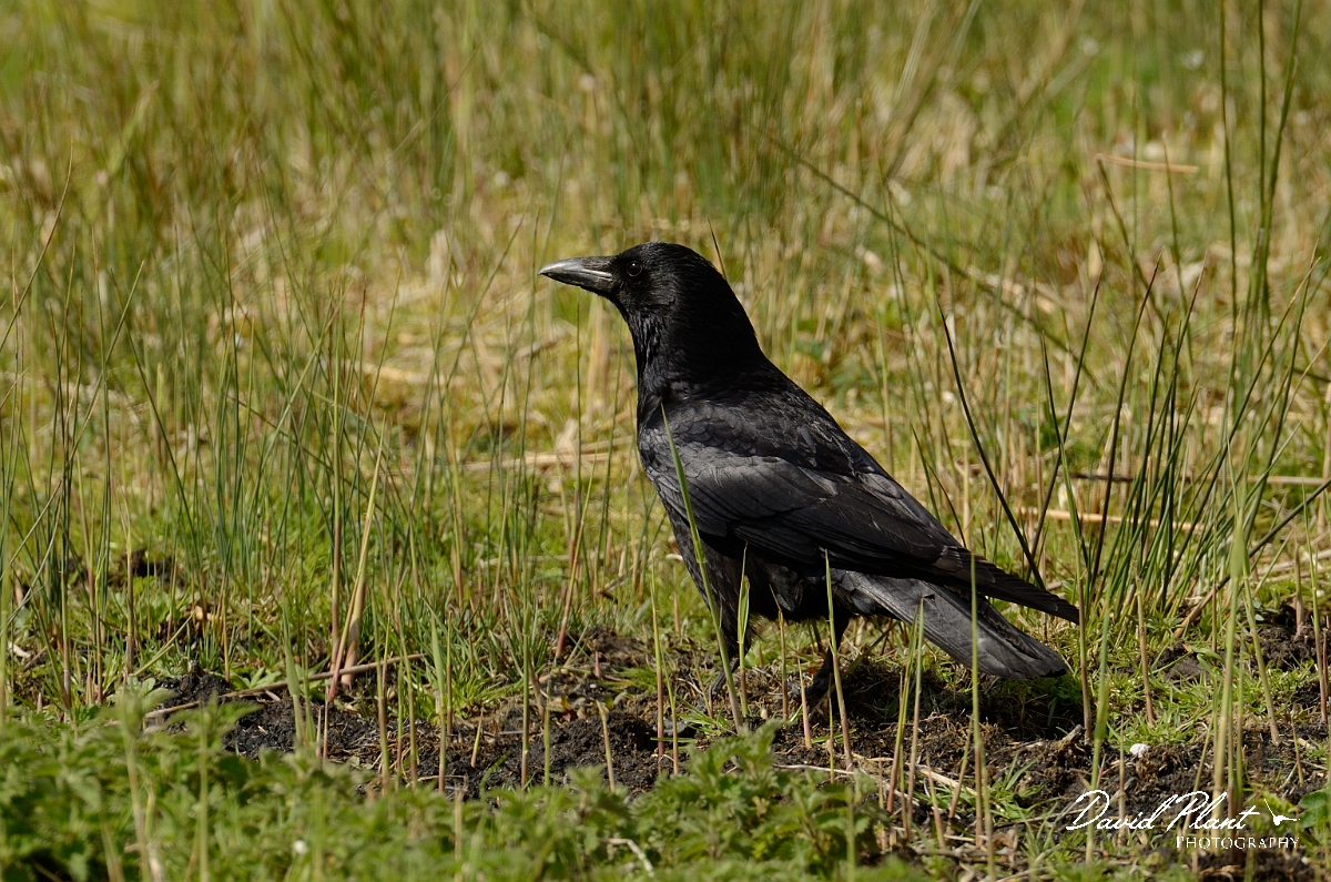 David Plant Photography - Wildlife Photography - Carrion crow - A.jpg - Carrion crow - Cambridgeshire