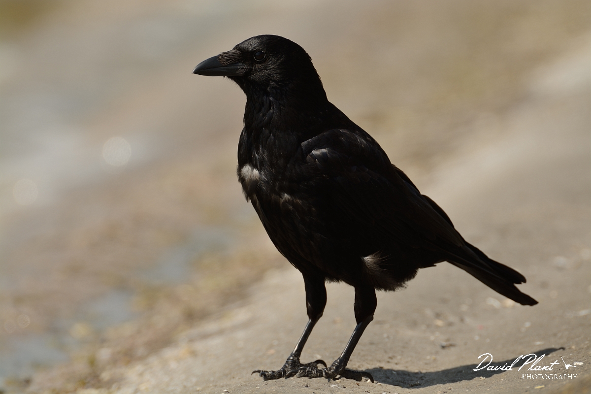 David Plant Photography - Wildlife Photography - Carrion crow - B.jpg - Carrion crow - Oxfordshire