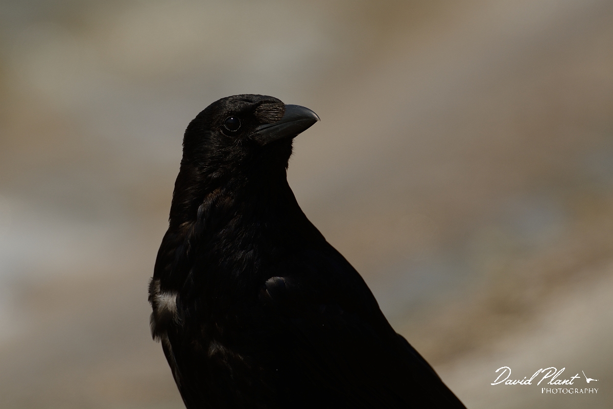 David Plant Photography - Wildlife Photography - Carrion crow - C.jpg - Carrion crow head - Oxfordshire