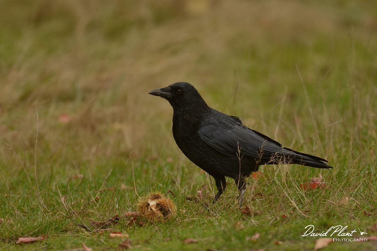 David Plant Photography - Wildlife Photography - Carrion crow - E.jpg - Carrion crow with sweet chesnut seedpod - Surrey