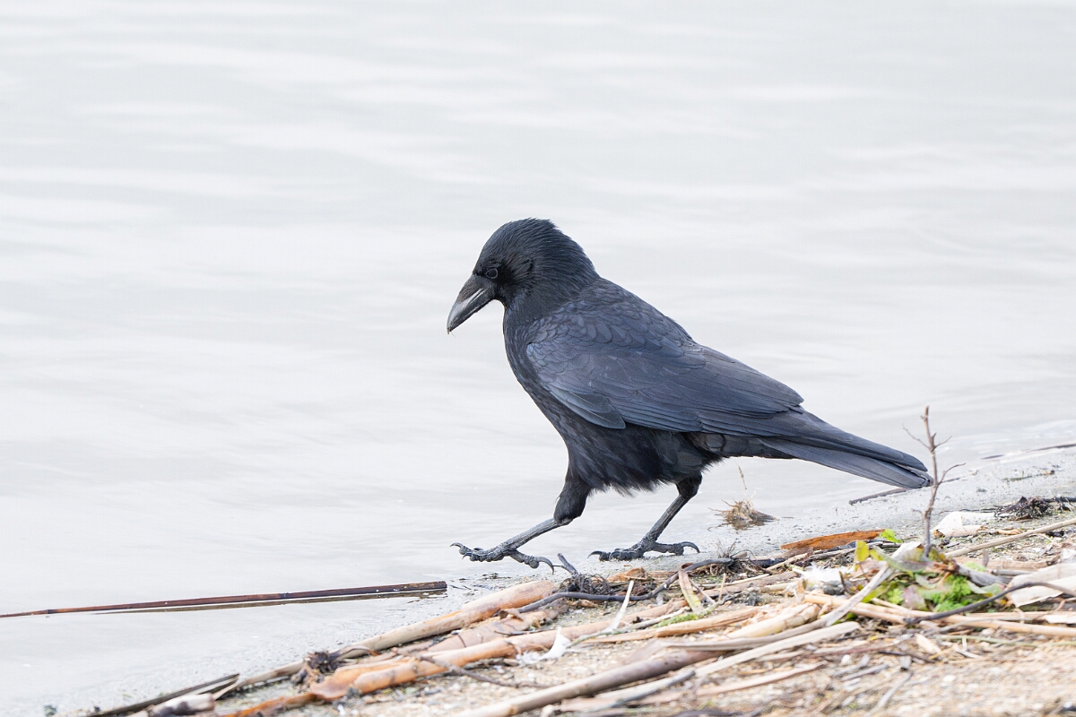 David Plant Photography - Wildlife Photography - Carrion crow - G.jpg - Carrion crow - Essex