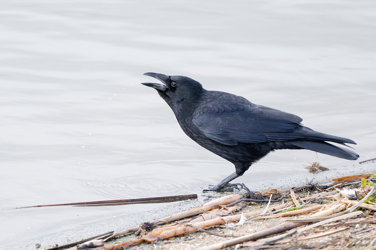 David Plant Photography - Wildlife Photography - Carrion crow - H.jpg - Carrion crow - Essex