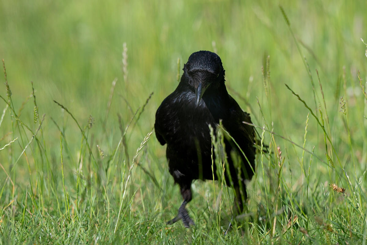 David Plant Photography - Wildlife Photography - Carrion crow - J.jpg - Carrion crow walking - Cambridgeshire