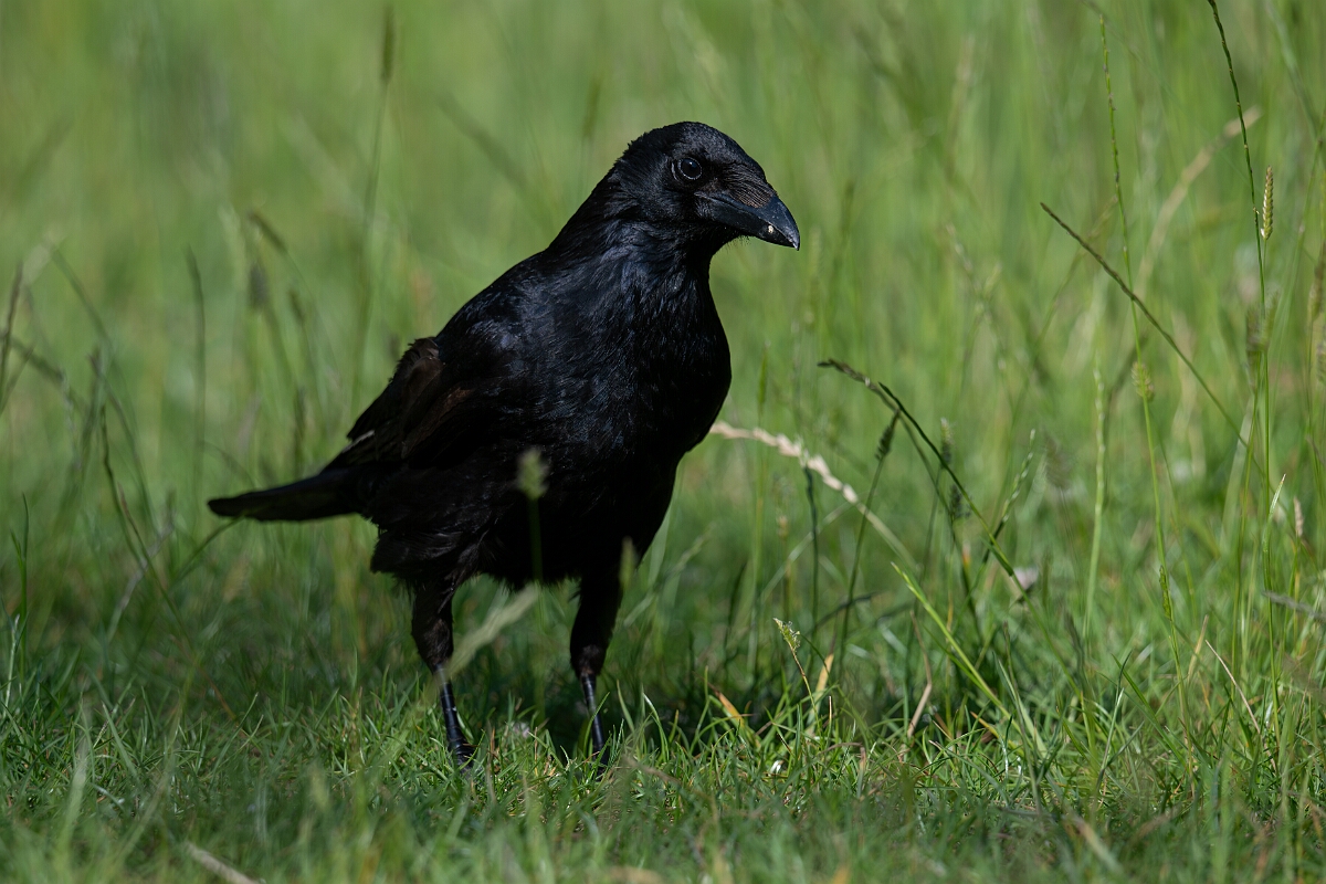 David Plant Photography - Wildlife Photography - Carrion crow - K.jpg - Carrion crow walking - Cambridgeshire