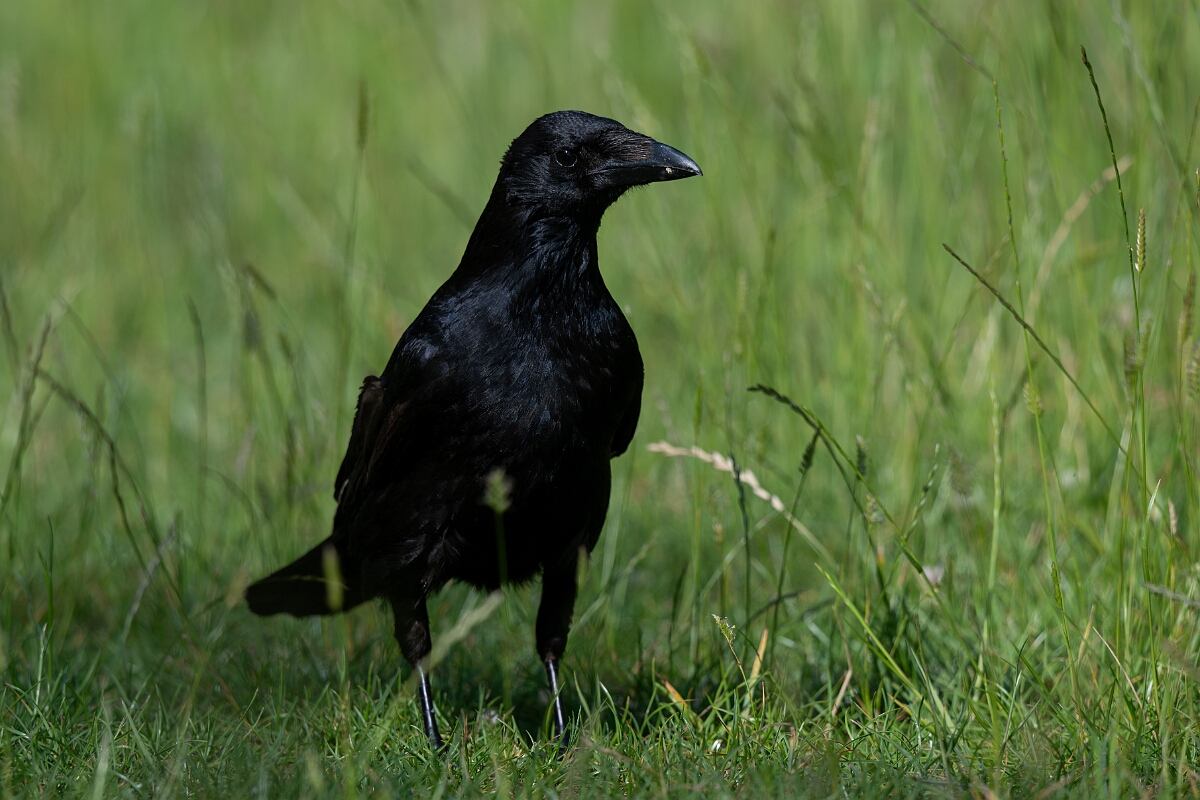 David Plant Photography - Wildlife Photography - Carrion crow - L.jpg - Carrion crow walking - Cambridgeshire