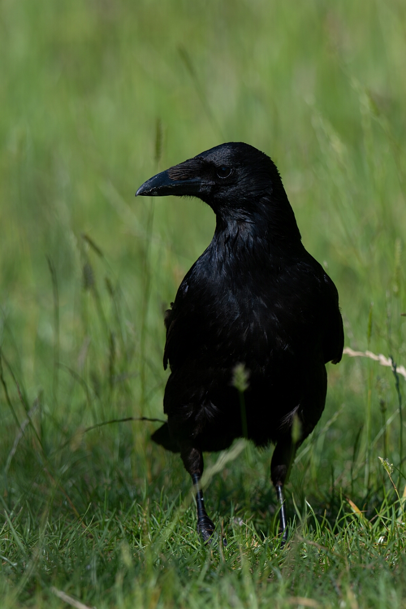 David Plant Photography - Wildlife Photography - Carrion crow - M.jpg - Carrion crow walking - Cambridgeshire