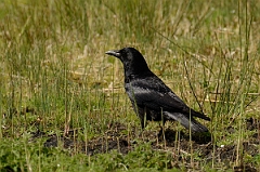 David Plant Photography - Wildlife Photography - Carrion crow - A
