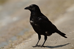 David Plant Photography - Wildlife Photography - Carrion crow - B
