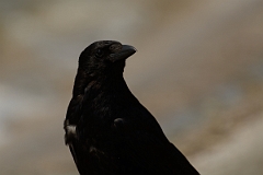 David Plant Photography - Wildlife Photography - Carrion crow - C