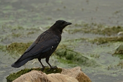 David Plant Photography - Wildlife Photography - Carrion crow - D