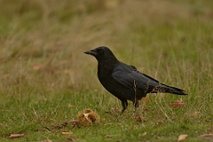 David Plant Photography - Wildlife Photography - Carrion crow - E
