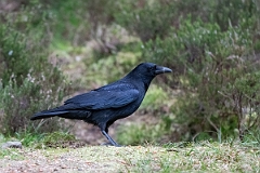 David Plant Photography - Wildlife Photography - Carrion crow - F