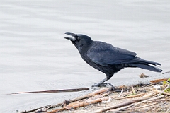 David Plant Photography - Wildlife Photography - Carrion crow - H