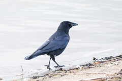 David Plant Photography - Wildlife Photography - Carrion crow - I