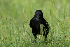 David Plant Photography - Wildlife Photography - Carrion crow - J